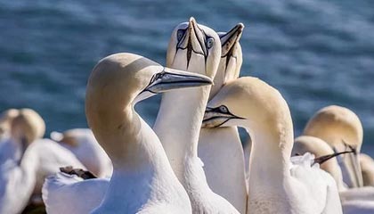 胜负彩25041期:意甲西甲藏冷门?曼城主场就地崛起,皇马或爆冷